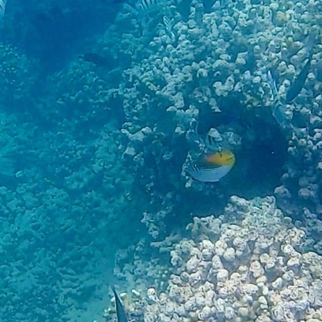 彌十郎 ハワイで6年ぶりに入る海の画像