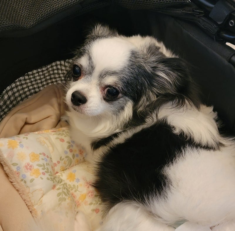 モト冬樹 里親から我が家へ里帰りの画像
