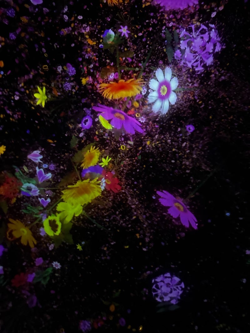 寝転んだまま愉しんだお花の世界の画像