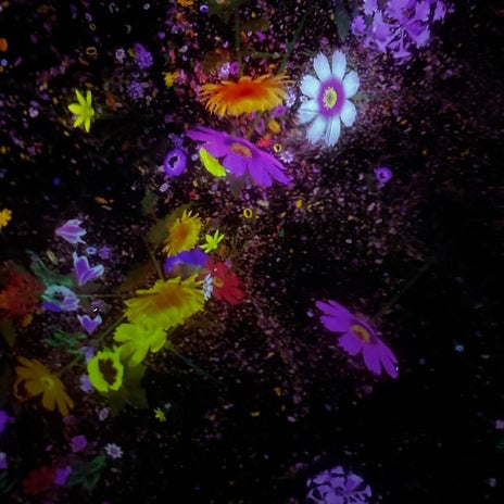 寝転んだまま愉しんだお花の世界の画像