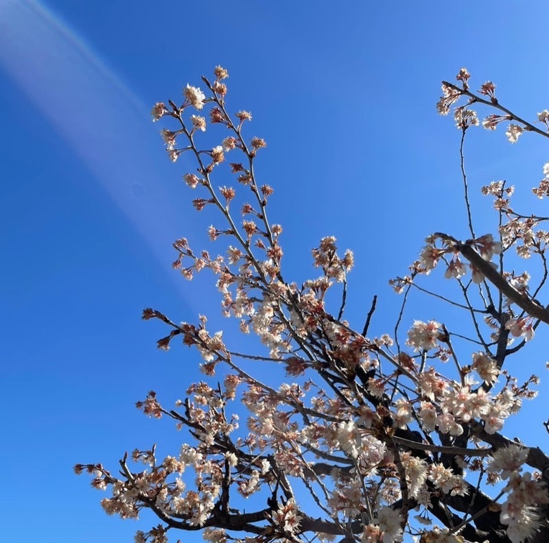 暖かな陽射しが気持ち良い週末の画像