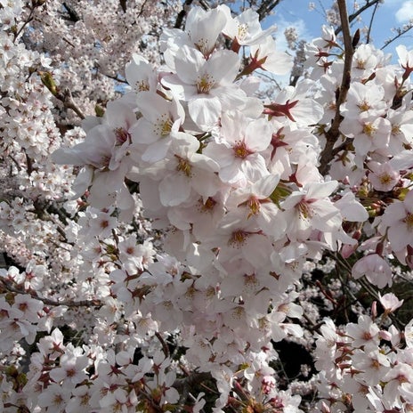 上原さくら 悔いなしの48歳の一年の画像