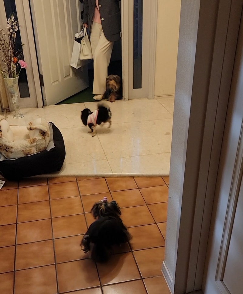 モト 妻の帰宅に盛り上がる愛犬達の画像