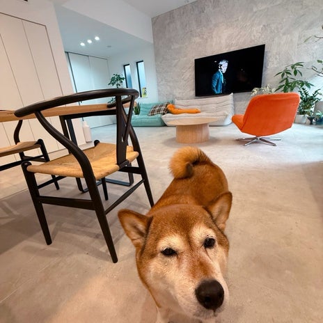 仕事を始めて益々大好きになった家の画像