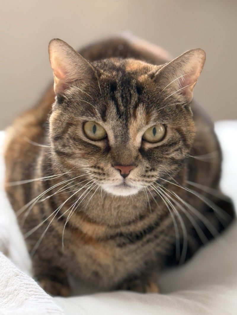 何かを察してそばに寄り添う猫の画像