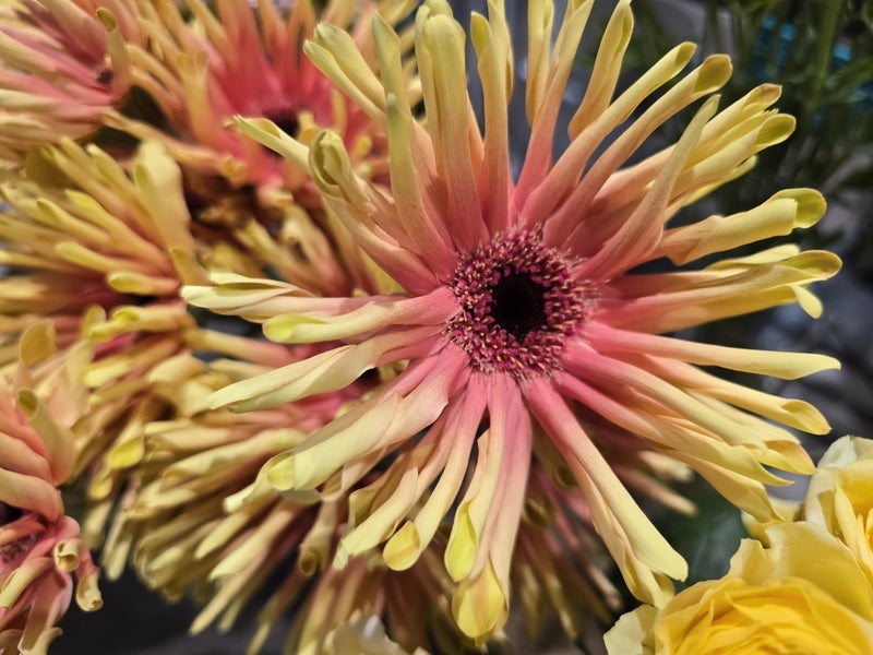 高橋英樹 ガーベラのカラフルな進化の画像