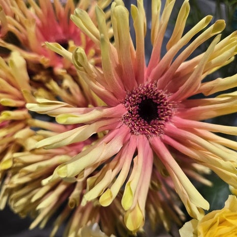 高橋英樹 ガーベラのカラフルな進化の画像