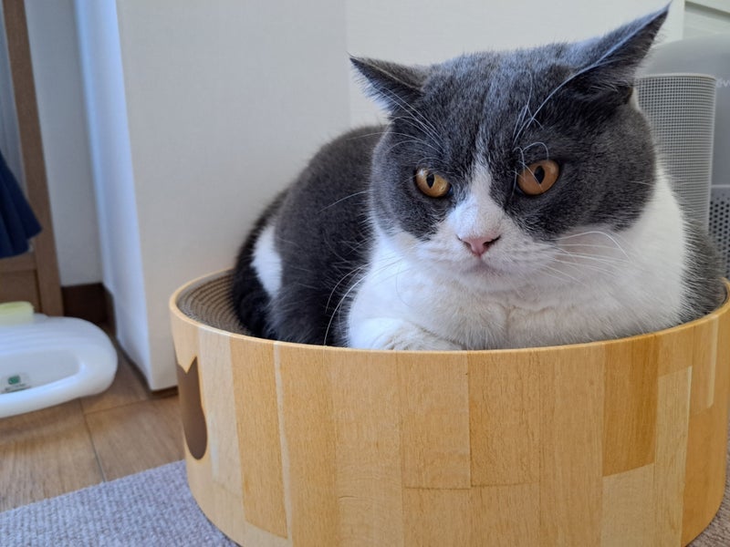 大好物でお祝いしたうちの子記念日の画像