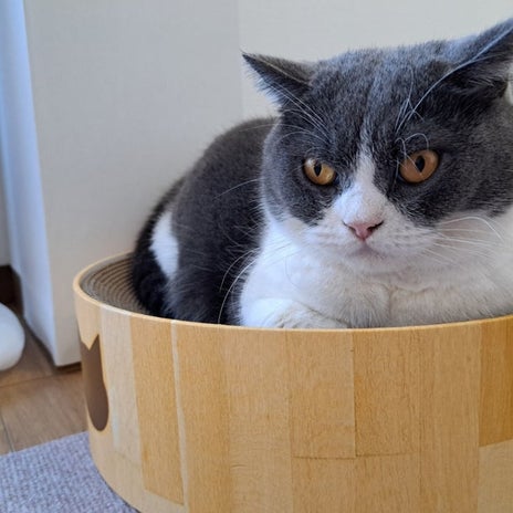 大好物でお祝いしたうちの子記念日の画像