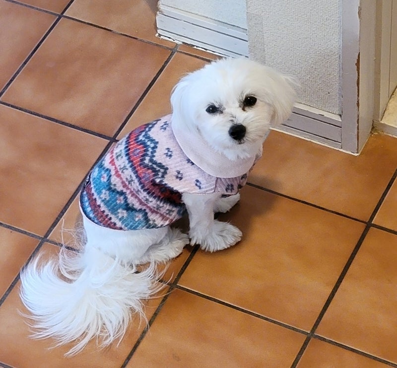 モト冬樹 オモチャを運び並べる愛犬の画像