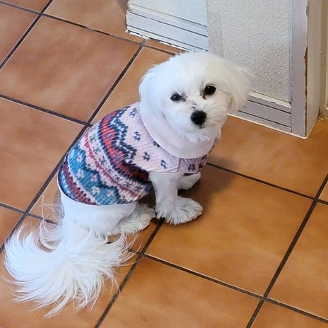 モト冬樹 オモチャを運び並べる愛犬の画像