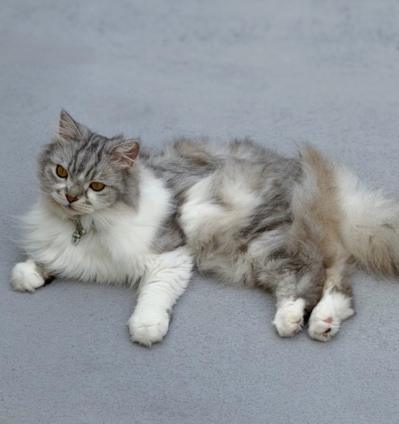 細川直美 風でモルモットの様な愛猫の画像
