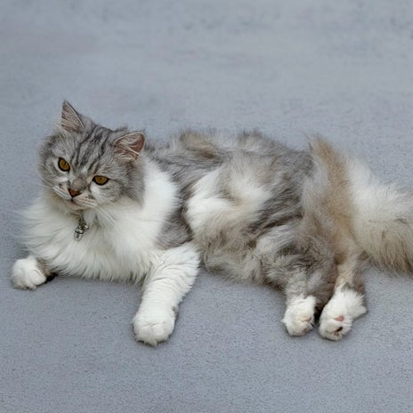 細川直美 風でモルモットの様な愛猫の画像