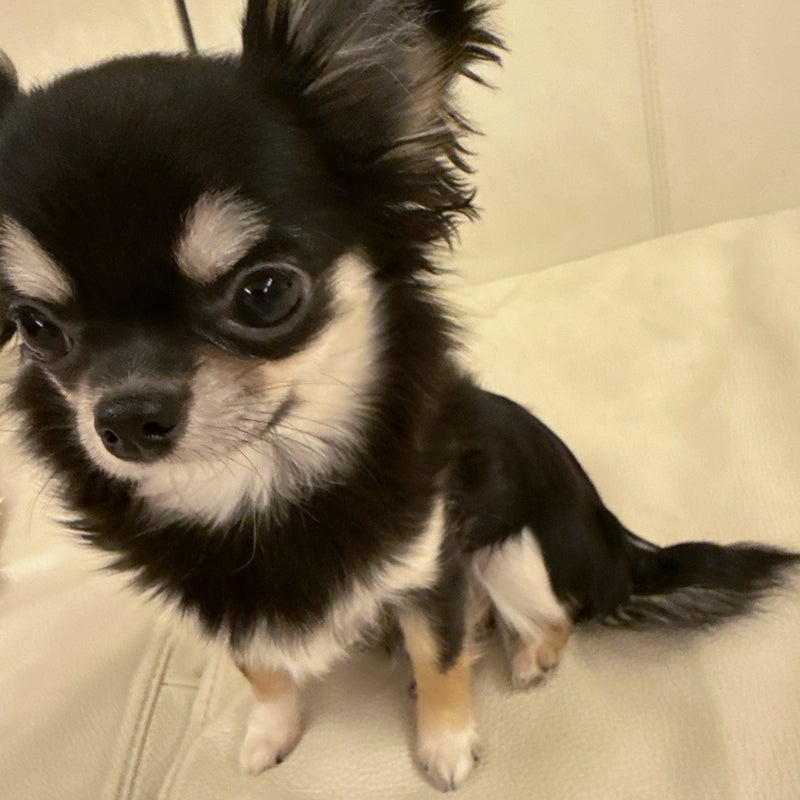 ルミ子 お留守番できる様になった愛犬の画像