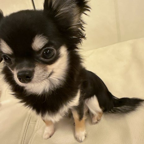 ルミ子 お留守番できる様になった愛犬の画像