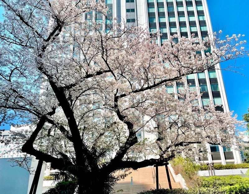 アグネス 役所行く途中の都会桜の画像