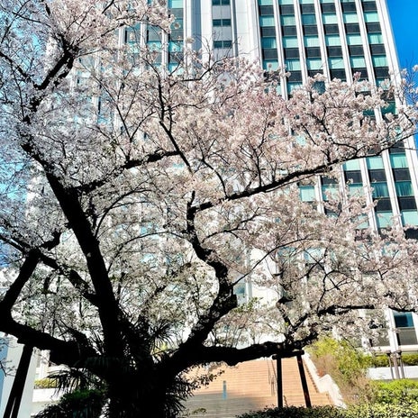 アグネス 役所行く途中の都会桜の画像