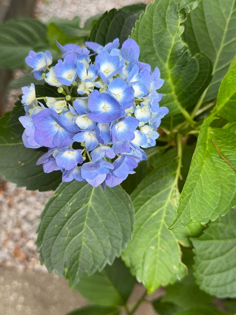 細川直美 台風が心配な自宅の紫陽花の画像