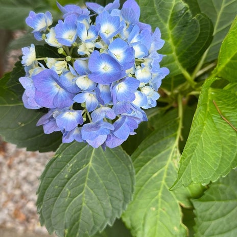 細川直美 台風が心配な自宅の紫陽花の画像