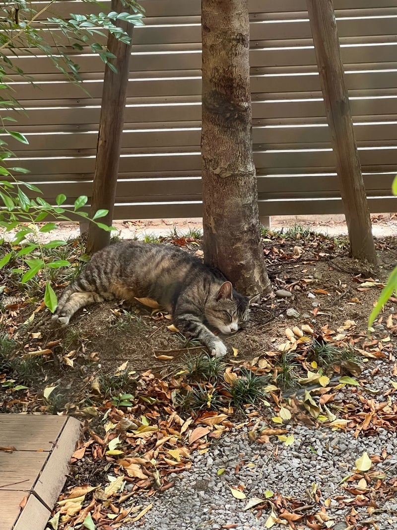 藤あや子 保護した愛猫の1周年の画像