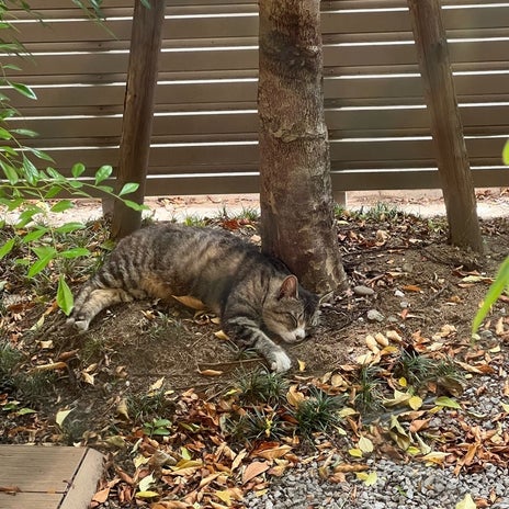 藤あや子 保護した愛猫の1周年の画像