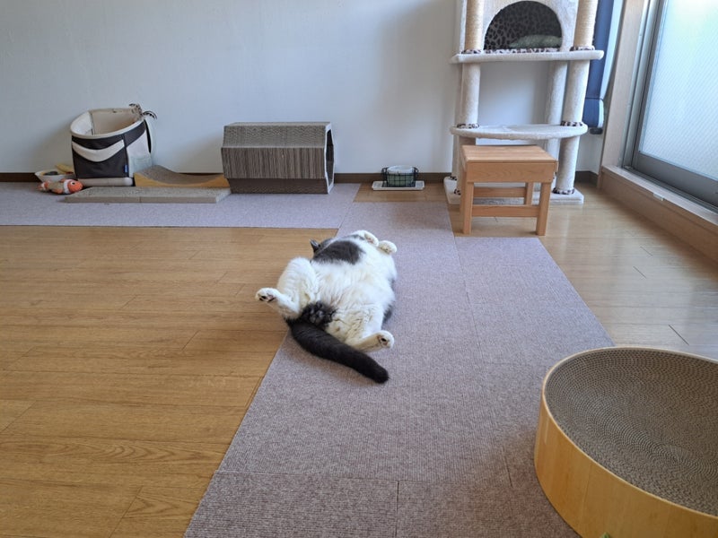 大量の大判焼で炊けないごはんの画像