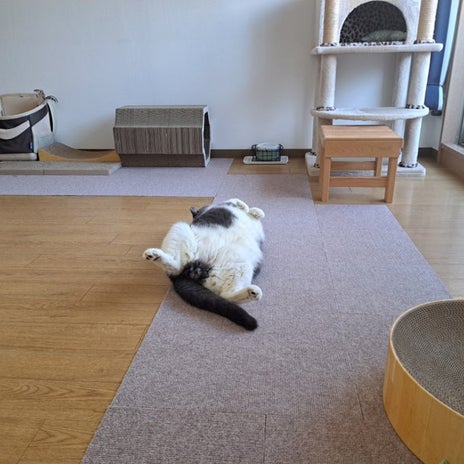 大量の大判焼で炊けないごはんの画像