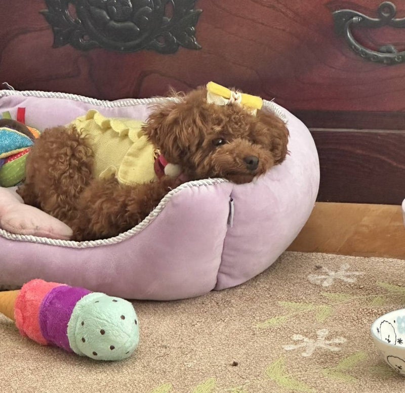 モト冬樹 過保護犬になった愛犬の画像
