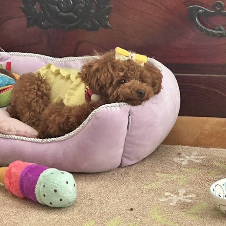 モト冬樹 過保護犬になった愛犬の画像