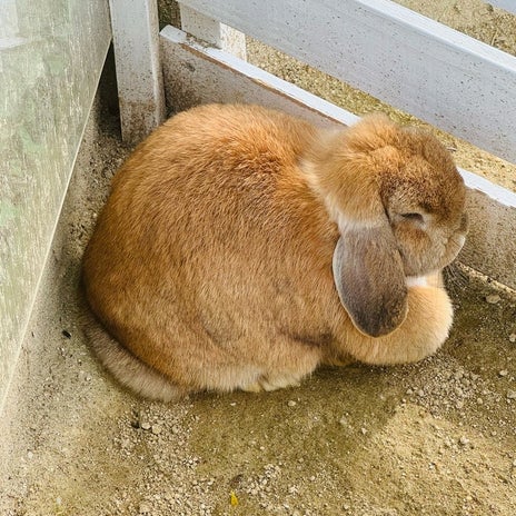 だいた 小錦を思い出した可愛い兎の画像