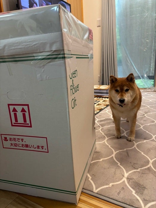 竜兵さん妻 届いた箱の中身公開