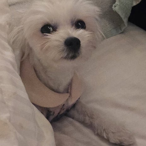 お顔をあげただけで起きない姿の画像