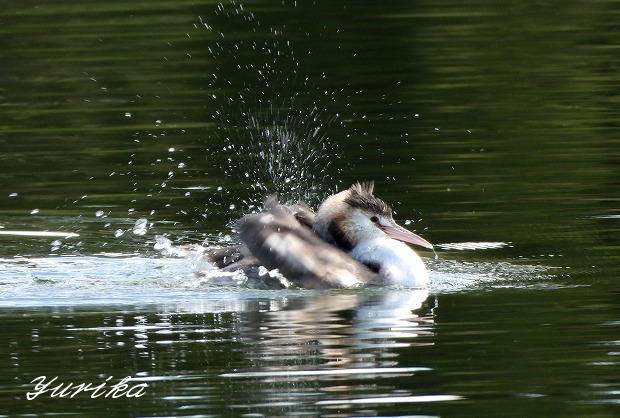 鳥の防水油による全身のお手入れの画像