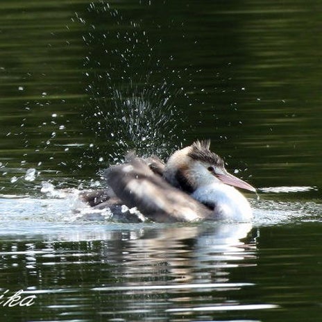 鳥の防水油による全身のお手入れの画像