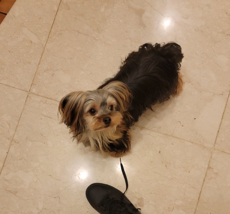 モト冬樹 一番じゃなきゃ嫌な愛犬の画像