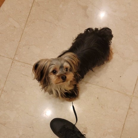 モト冬樹 一番じゃなきゃ嫌な愛犬の画像
