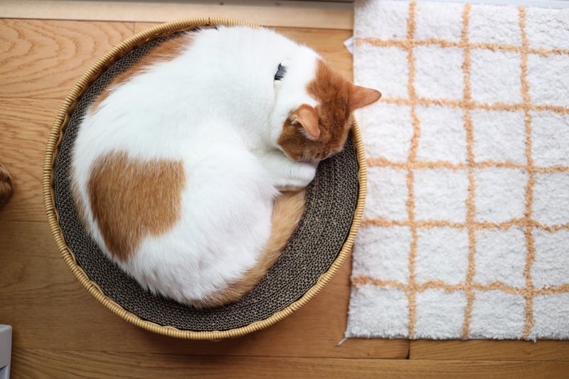 トピックス画像
