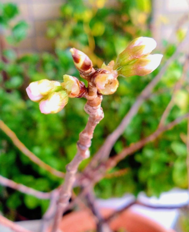 津久井教生 深夜に39度5分の高熱の画像