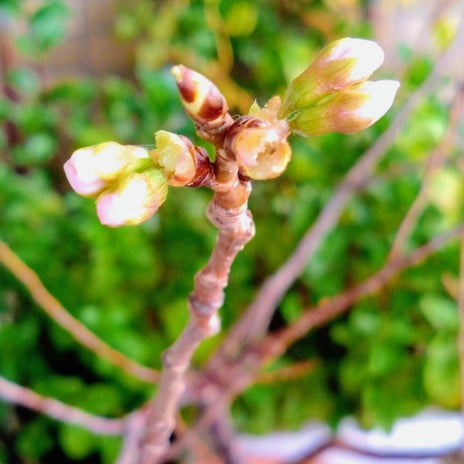 津久井教生 深夜に39度5分の高熱の画像