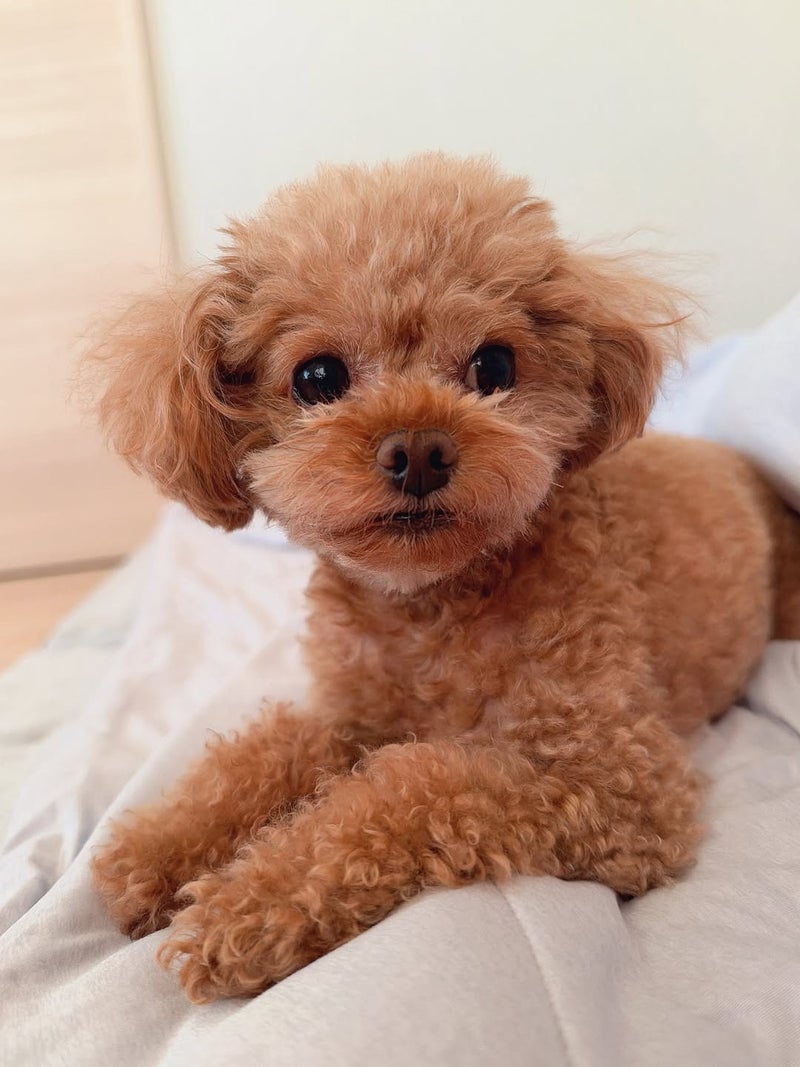 吉田沙保里 愛犬との癒やしの時間の画像