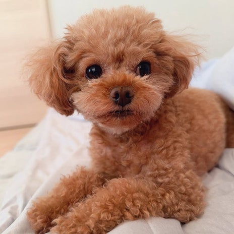 吉田沙保里 愛犬との癒やしの時間の画像