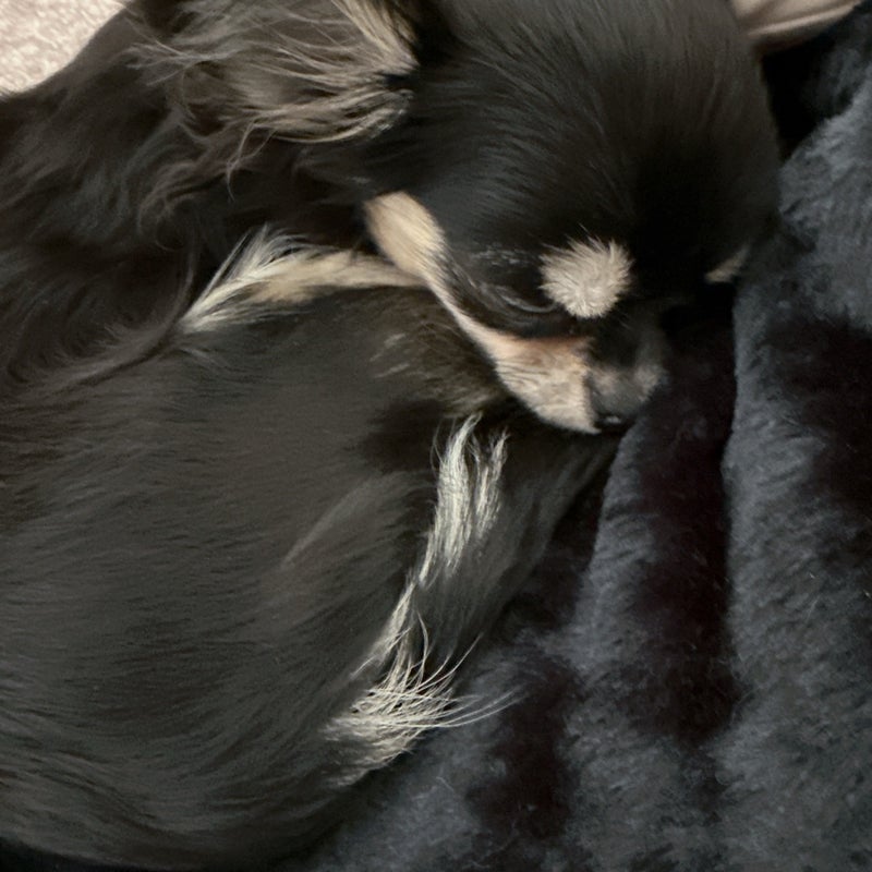 小柳ルミ子 愛犬と一緒にうたた寝の画像