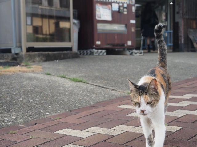 義父にも可能だったかもしれない処方の画像