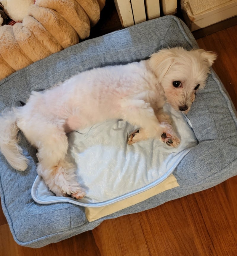 モト冬樹 愛犬が気に入った新ベッドの画像