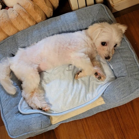 モト冬樹 愛犬が気に入った新ベッドの画像