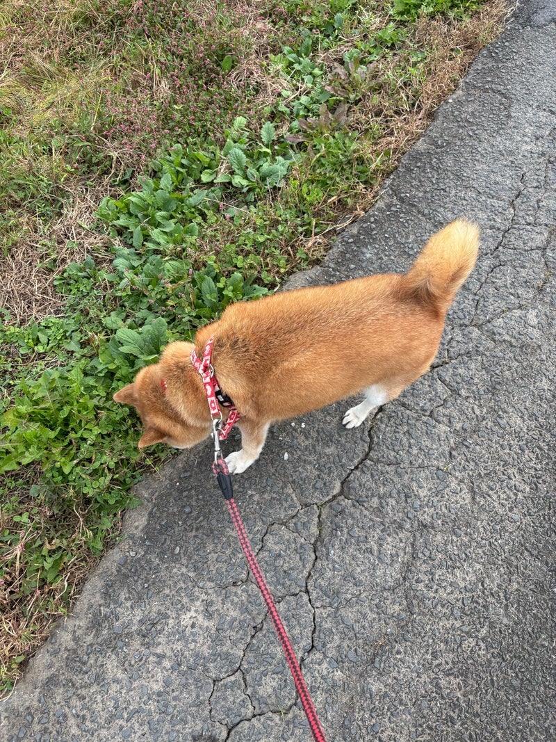 広川ひかる 食欲が戻ってきた愛犬の画像