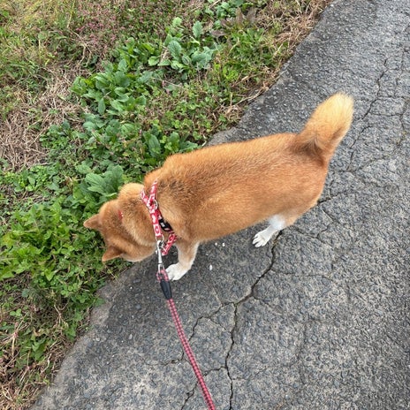 広川ひかる 食欲が戻ってきた愛犬の画像
