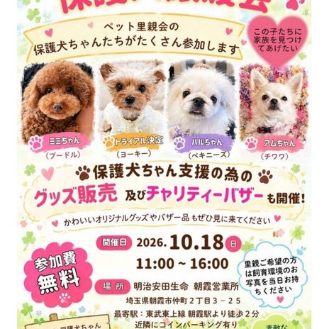 モト冬樹 ネコがダメな妻と愛猫の画像
