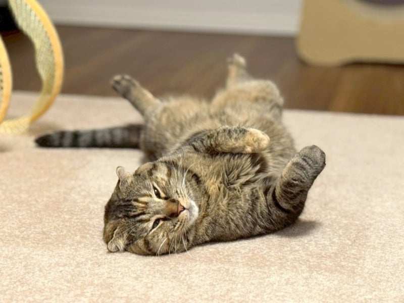 ネコ様たちと過ごす雨から霙の朝の画像