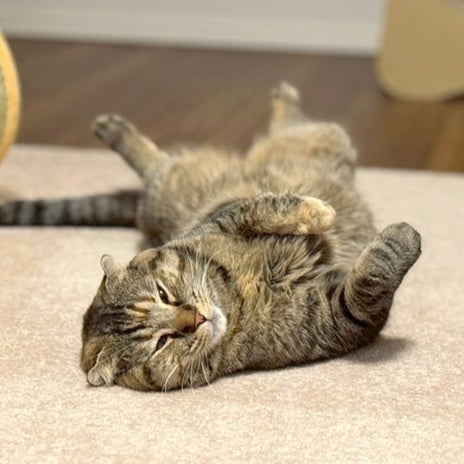 ネコ様たちと過ごす雨から霙の朝の画像